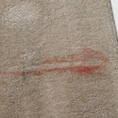 Stains on Carpet